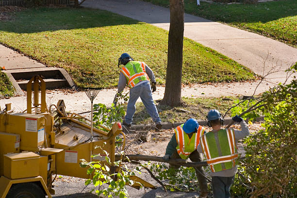 Westminster, CA Tree Removal and Landscaping Services Company